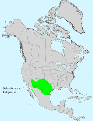 North America species range map for Indigobush, Dalea formosa: